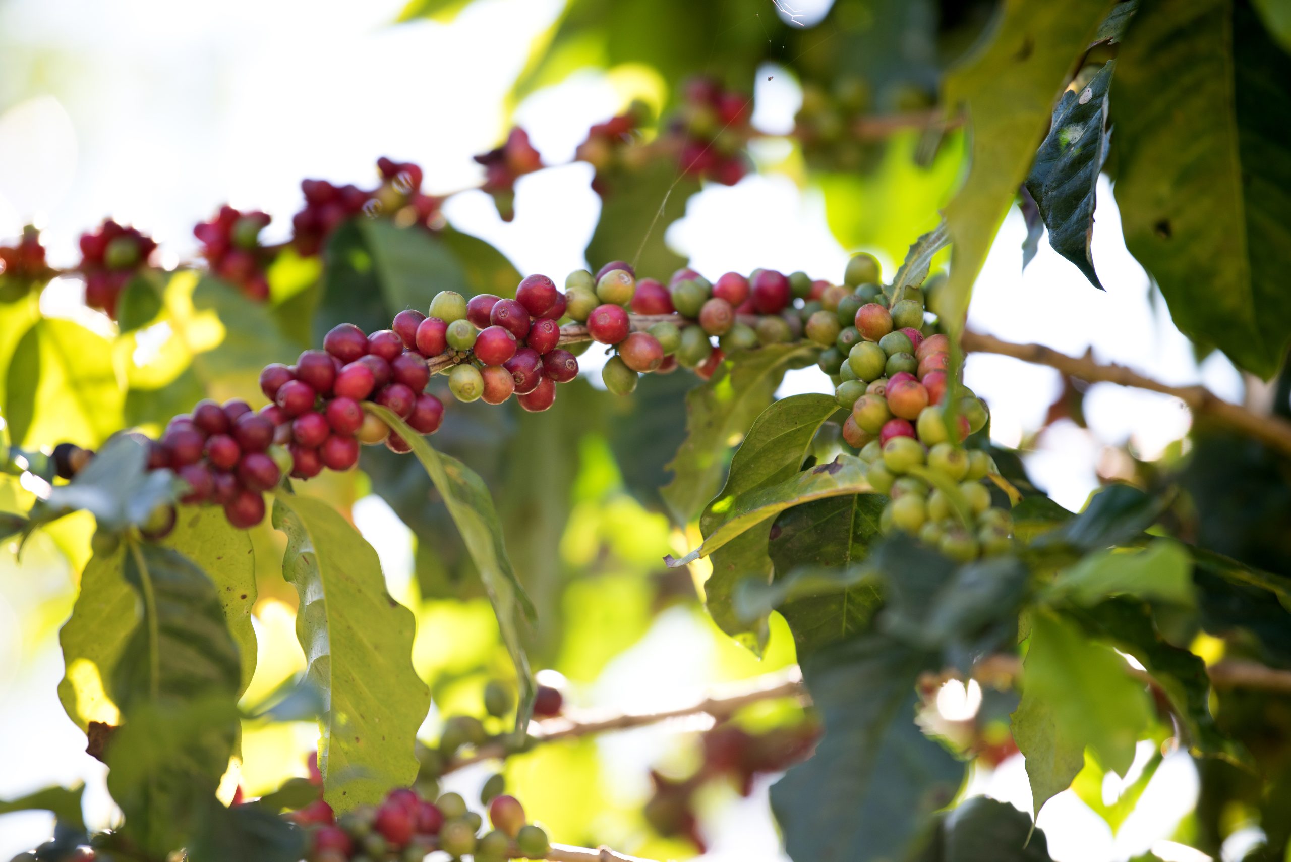 All about Asian Coffee